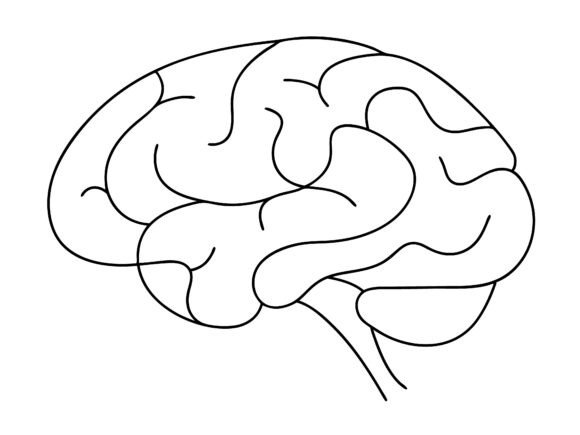 One Line Art of Human Brain Drawing